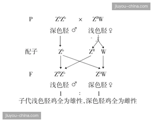 图表解析:一张图展示欧冠八强球队的控球率排名与进球转化率排名的相关性 图表解析:一张图展示欧冠八强球队的控球率排名与进球转化率排名的相关性